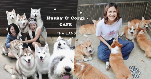 【波波泰國】史上最可愛！精選2間曼谷「狗狗咖啡廳」，比Husky同柯基默默包圍你，一瞬已被融化～