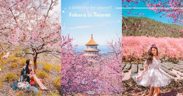 台灣櫻花季開鑼！2020全台追櫻圖鑑，8大絕美賞花景點帶你從台北玩到台中！