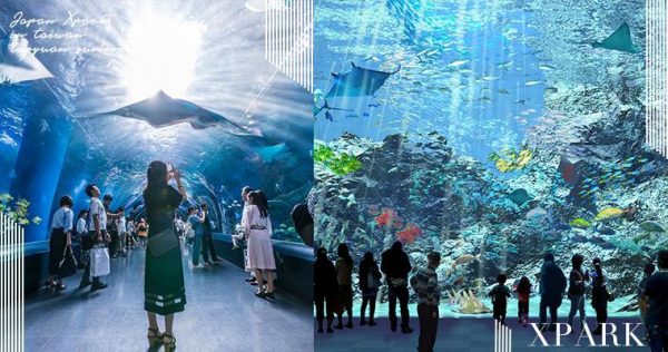 不用再飛日本啦！首座海外水族館「Xpark」插旗台灣，開幕時間＆地點都在這