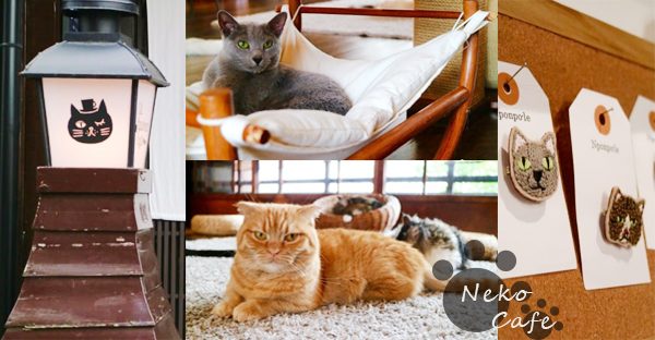 築100年を超える京町家でゆったりと暮らす猫たち＠キャットアパートメントコーヒー