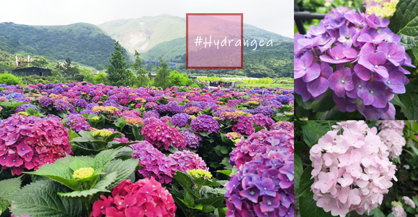 今がシーズン！台北市内、山の上に咲き誇る美しいアジサイ畑♡