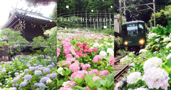 東京近郊で楽しめる、梅雨の花「アジサイ」の名所5選