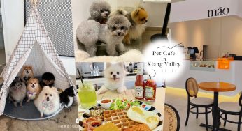 雪隆区「热门Pet Cafe推荐」！吸猫撸猫圣地，赶紧带家中毛孩前往探店